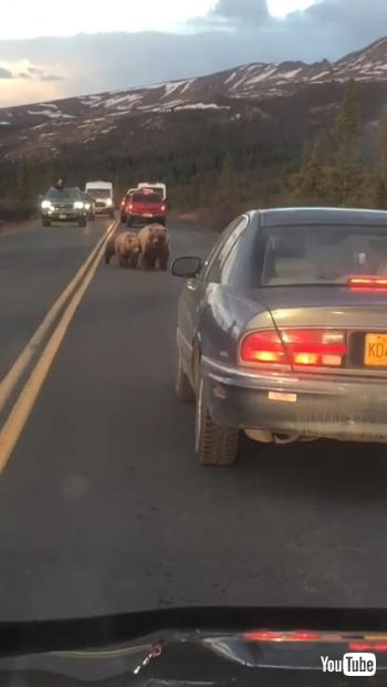 好奇心いっぱいの子クマ