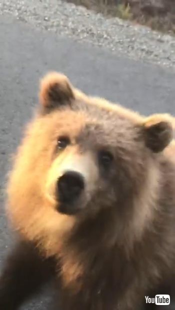 好奇心いっぱいの子クマ