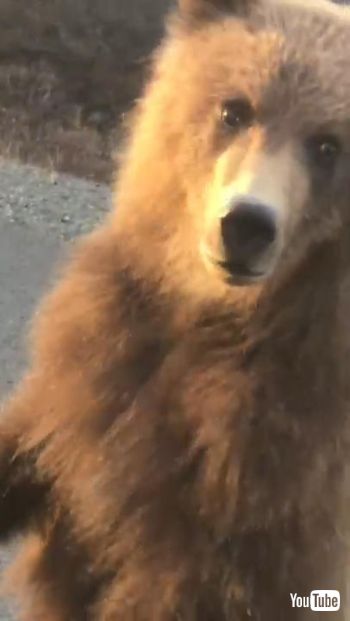 好奇心いっぱいの子クマ