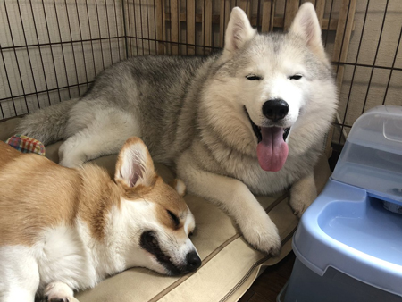 眠るムギちゃん