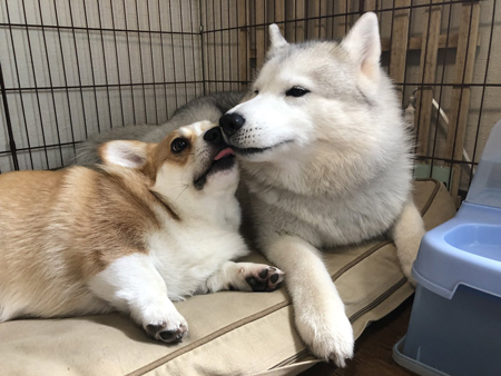 口を合わせる2匹