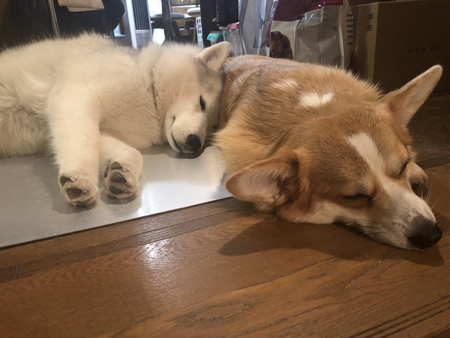 くっついて眠る2匹
