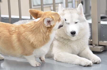 外にいる2匹　キャリーちゃん目つぶり
