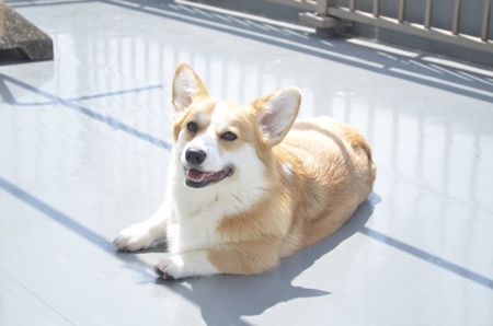 ムギちゃん