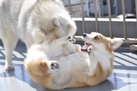 あお向けムギちゃん