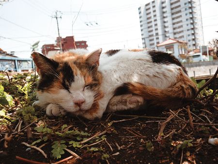 写真展「船橋日記〜いつも通っている道〜」より「眠る猫」