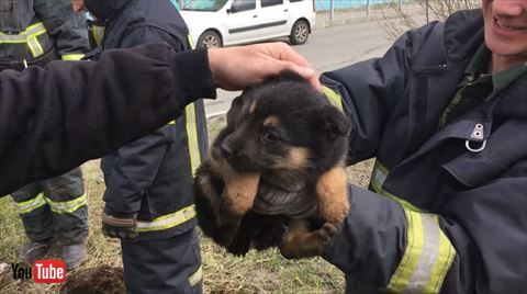 犬