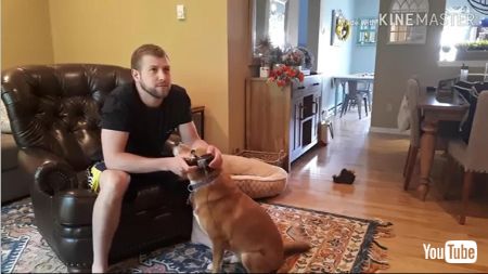 遊んでほしいわんこ