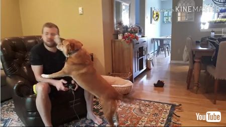 遊んでほしいわんこ