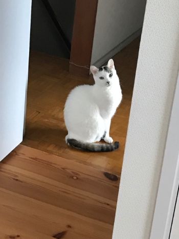 美しいフクちゃん