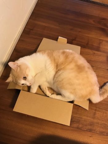 はみ出る大吉くん