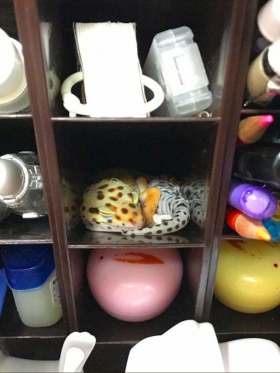ヒョウモントカゲモドキ
