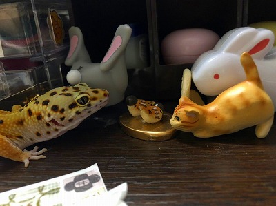 ヒョウモントカゲモドキ
