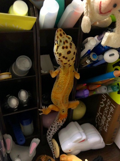 ヒョウモントカゲモドキ