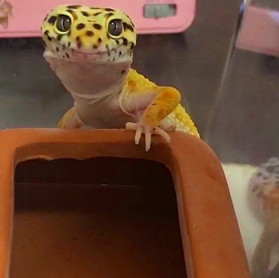 ヒョウモントカゲモドキ