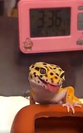 ヒョウモントカゲモドキ