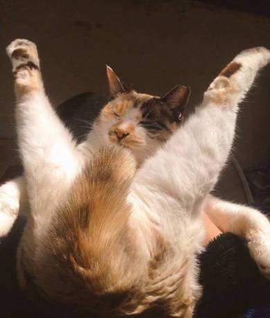 よりめさん 猫 折りたたみ