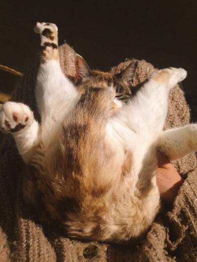 よりめさん 猫 折りたたみ