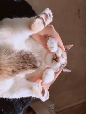 よりめさん 猫 折りたたみ