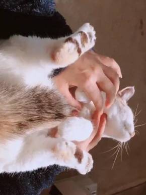 よりめさん 猫 折りたたみ