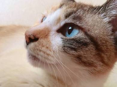 よりめさん 猫 折りたたみ