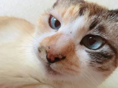 よりめさん 猫 折りたたみ