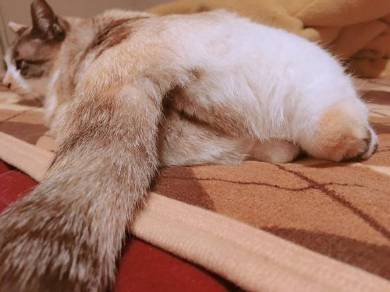 よりめさん 猫 折りたたみ