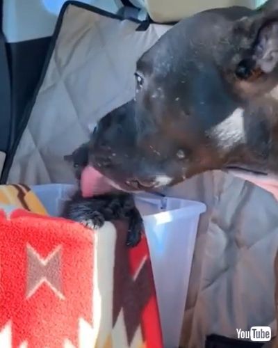 Kisses Tiny Foster Kitten