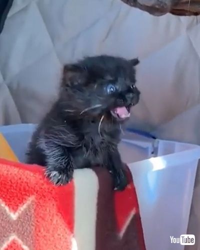 Kisses Tiny Foster Kitten