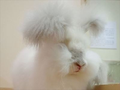 へんないきもの展
