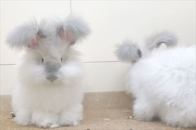 へんないきもの展