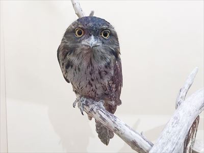 へんないきもの展