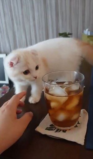 麦茶と猫ちゃん