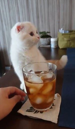 麦茶と猫ちゃん