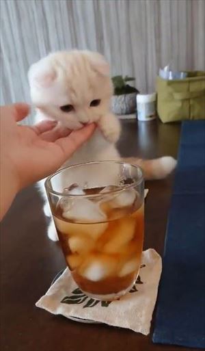 麦茶と猫ちゃん