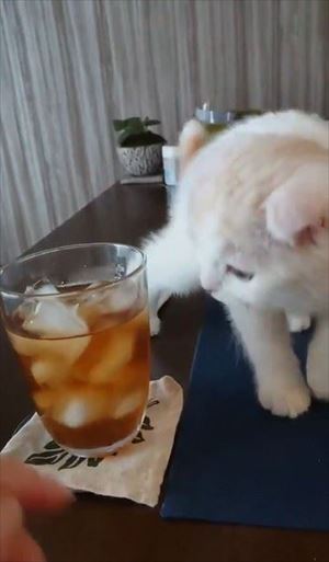 麦茶と猫ちゃん