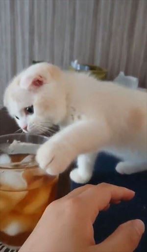 麦茶と猫ちゃん