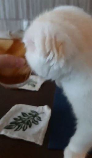 麦茶と猫ちゃん