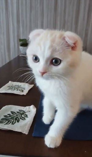 麦茶と猫ちゃん