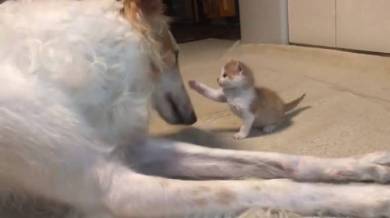 がんぼるぞい ボルゾイ犬 ネコパンチ