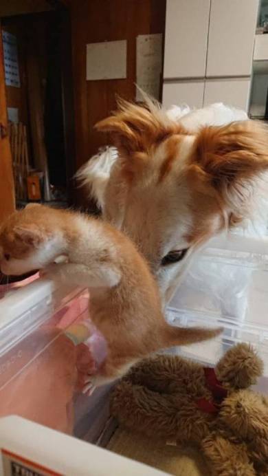 がんぼるぞい ボルゾイ犬 ネコパンチ