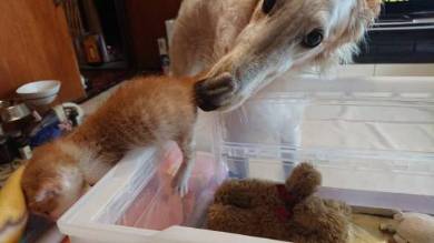 がんぼるぞい ボルゾイ犬 ネコパンチ