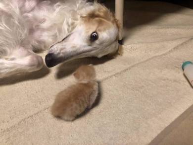 がんぼるぞい ボルゾイ犬 ネコパンチ