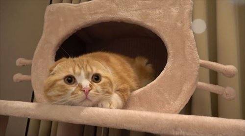 HIKAKINさんちのまるもふ日記