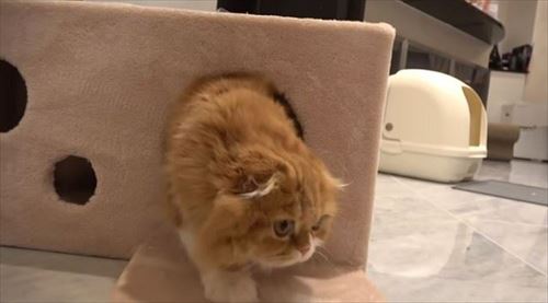 HIKAKINさんちのまるもふ日記