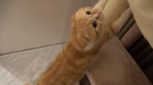 HIKAKINさんちのまるもふ日記