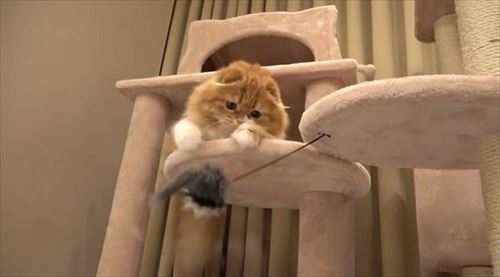 HIKAKINさんちのまるもふ日記