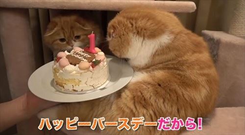 HIKAKINさんちのまるもふ日記