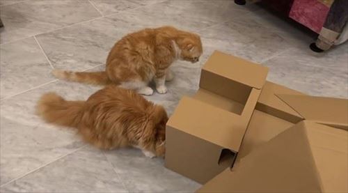 HIKAKINさんちのまるもふ日記