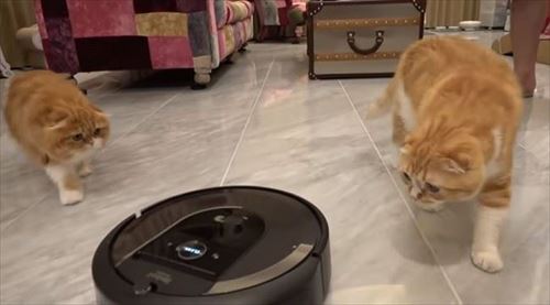 HIKAKINさんちのまるもふ日記